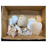 Sea Shells Lot