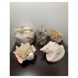 Sea Shell Lot