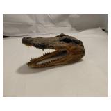 Taxidermy Alligator Head
