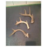 Three Deer Antler Sheds