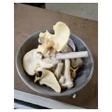 Anatomical Plastic Bone Model Set