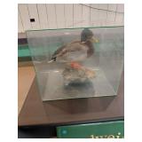 Duck Mount Under Glass Display