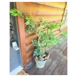 Potted Plant in Galvanized Metal Bucket