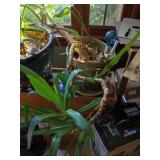 Dracaena Potted Plant with Twisting Cane