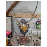 Mounted Antler Display with Plaque