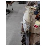 Vintage Taxidermy Striped Bass