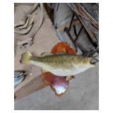 Mounted Fish Taxidermy on Wood