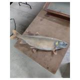 Taxidermy Fish Mount Display