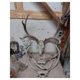 Deer Antlers and Skull