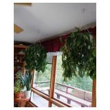 Hoya Hanging Houseplants
