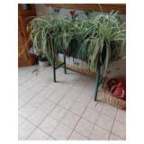 Green Wicker Plant Stand With Spider Plants