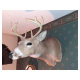 Eight Point Deer Taxidermy Wall Mount