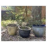 Three Pots and Rose Plants