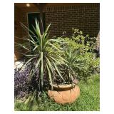 Large Palm in Planter