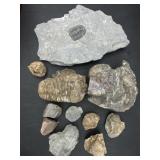Mixed Fossil Lot ï¿½ Trilobite, Brachiopods &