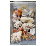 Tote of various seashells and coral