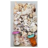 Natural seashells stored in a plastic bin