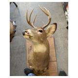 8 Point Whitetail Buck
