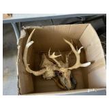 Deer Skull and Antlers