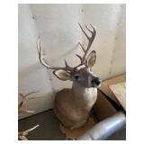 9 Point Whitetail Deer Taxidermy Mount