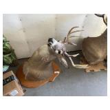 9 Point Whitetail Deer Taxidermy Mount