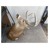 9 Point Whitetail Deer Taxidermy Mount