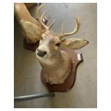 8 Point Whitetail Buck