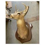 4 Point Whitetail Buck