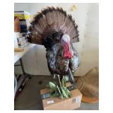 Full Taxidermy Turkey on Branch Mount