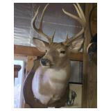 Whitetail Taxidermy Deer Mount