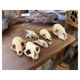 5 Plus Animal Skulls