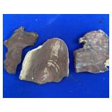 2 Petrographic Thin Sections of Petrified Wood