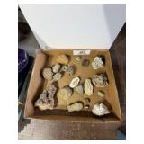 Lot of Fossils & Invertebrates