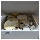 Sand Dollars & Sea Shells