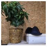 Large Potted Plant & Men's Dress Hats