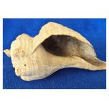 Conch Sea Shell