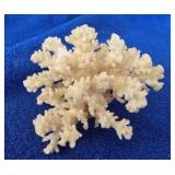 White Coral