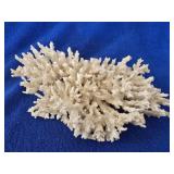 White Coral