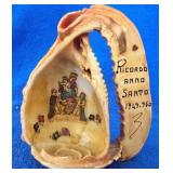 Horned Helmet Sea Shell