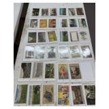 12 Binder Sleeves of Vintage Postcards