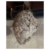Hornets Nest
