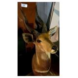 African Impala Shoulder Mount