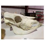 Horse Skull