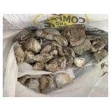 Lot of Shell Bits