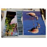 Flamingo Picture