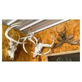 2 Antler Mounts & Wall Carving