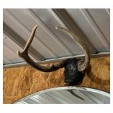 2 Antler Mounts