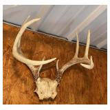 2 Antler Mounts & a Cow Skull