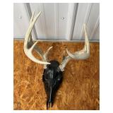 White Tail Antler Mount w Skull