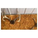 2 Antler Mounts